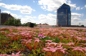 Given its size and the specific Xero Flor system option installed, the green roof atop the building on Rigsbee can prevent more than 50,000 gallons of storm-water runoff annually.